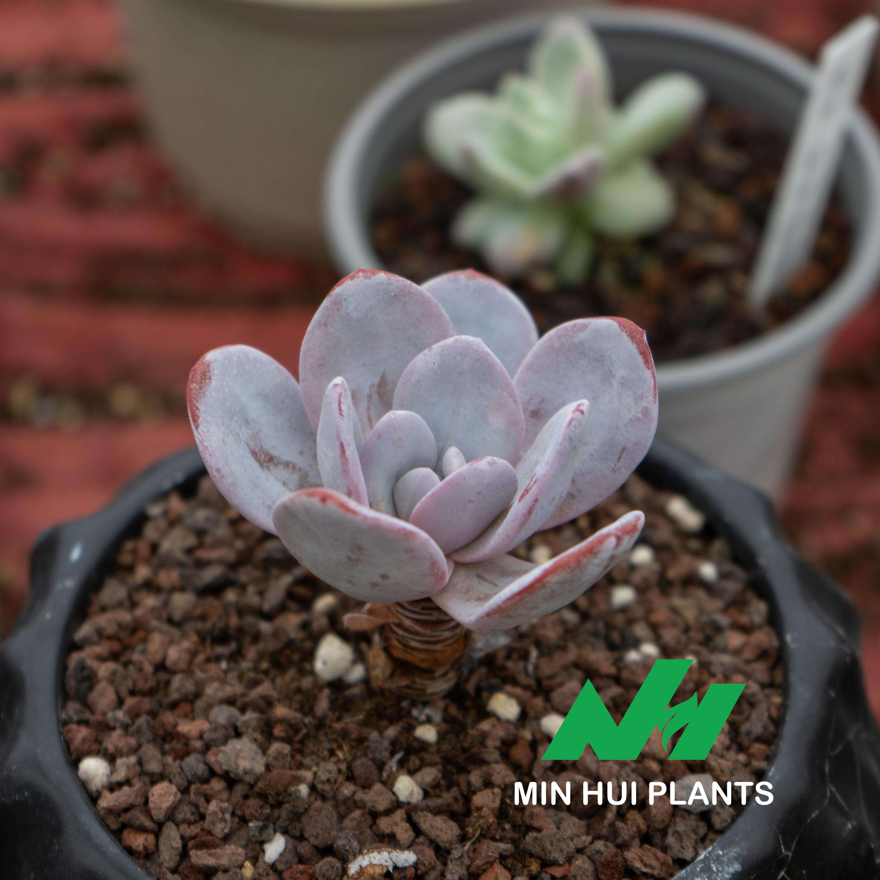 MinHui Plants-Moonstone Echo